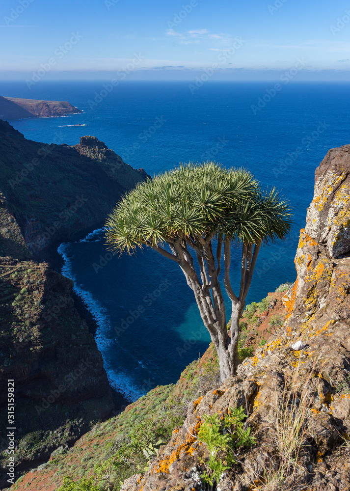 Photo Stock Kanarische Inseln, La Palma: Wanderung am Barranco Fagundo im  Norden - spektakulre Aussicht mit schnem Drachenbaum | Adobe Stock