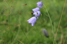 Harebell (Campanula Rotundifolia) In The Grass, Scotland