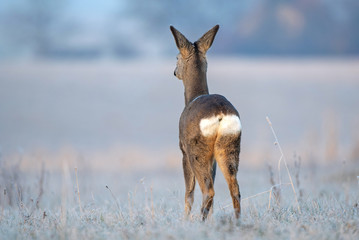 Wall Mural - Wild female roe deer, standing in a frost covered field during winter season and looking into distance