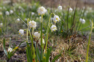 snowflake, spring comes and spring sun