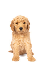 Wall Mural - Cute labradoodle puppy sitting looking at the camera isolated on a white background with space for text