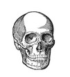 Human Skull Drawning isolated on white illustration Anatomy