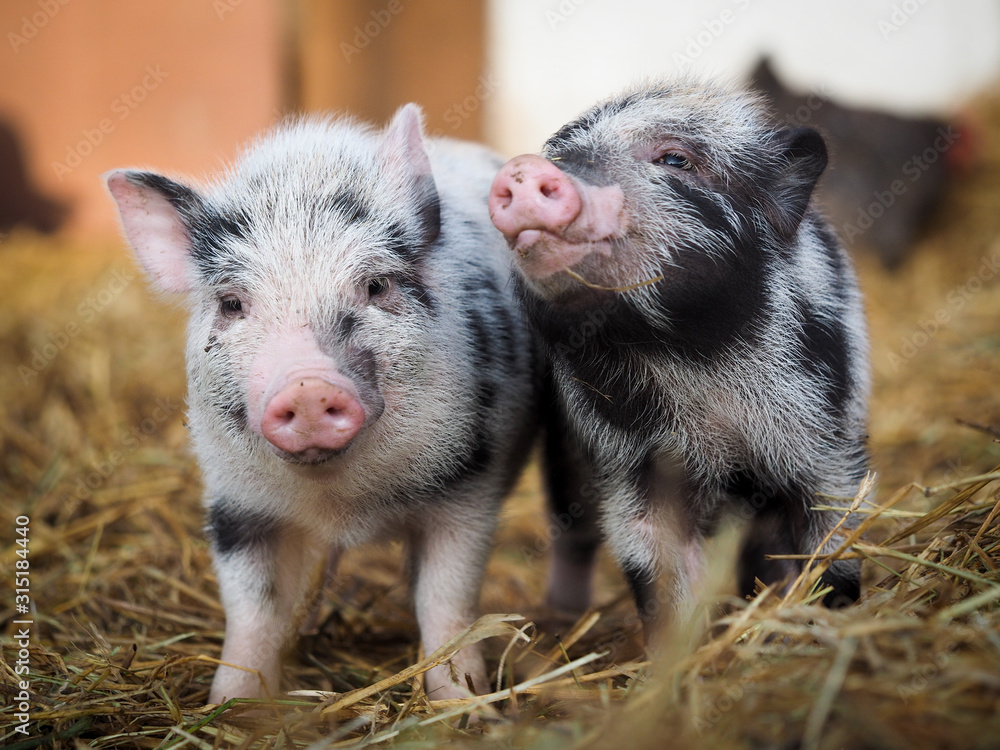 Funny little pigs on the farm - obrazy, fototapety, plakaty 