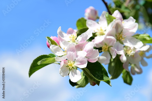 Dekoracja na wymiar  kwitnace-jablonie-kwiaty-jabloni-w-sezonie-kwitnienia-w-poludniowym-tyrolu