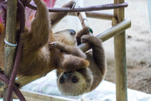 Baby Three Finger Sloth (Bradypus Variegatus) In Sloth Sanctuary, Limon Costa Rica