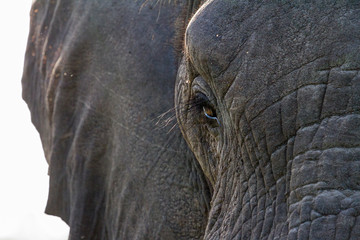 Wall Mural - Elephant close ups in the kruger national park 