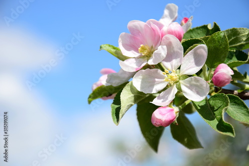 Dekoracja na wymiar  kwiaty-jabloni-kwiat-jabloni-w-poludniowym-tyrolu