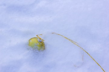 Wall Mural - The Golden Christmas ball is forgotten and lies on the snow. Concept of completion or end of winter holidays.