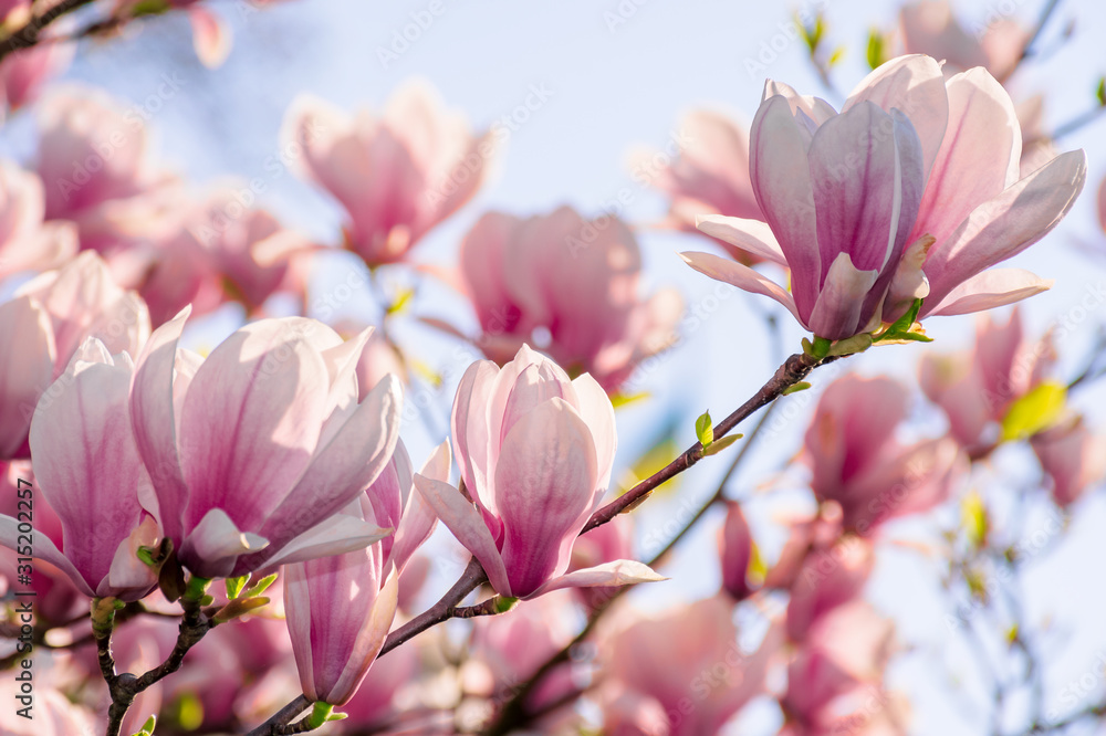 magnolia tree blossom in springtime. tender pink flowers bathing in sunlight. warm april weather - obrazy, fototapety, plakaty 