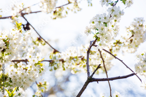Plakat kwiat jabłoni   bialy-kwiat-jabloni-male-kwitnienie-na-galazkach-w-sloncu-sezon-wiosenny-w