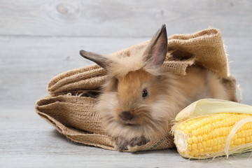 close up cute brown easter bunny rabbit on sackcloth with with corn and wood background