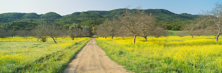 Wall Mural - Yellow Mustard, Upper Ojai, California