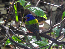 Brightly Colored Bunting Perched On A Branch