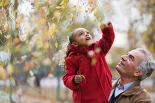 Grandfather lifting granddaughter reaching for autumn leaves on branch