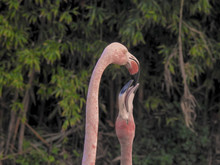 Flamingo Feeding Its Young
