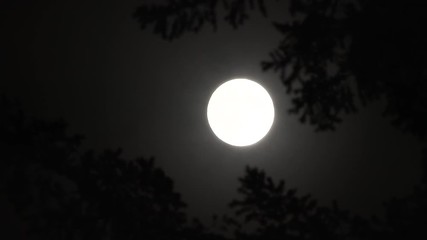 Wall Mural - fast fog passing moon through windy trees