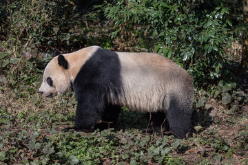 Wall Mural - Side Profile Photograph Panda Bear 