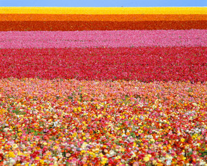 Wall Mural - Flower beds