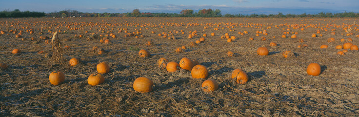 Wall Mural - Pumpkin Patch, Dutchess County, New York