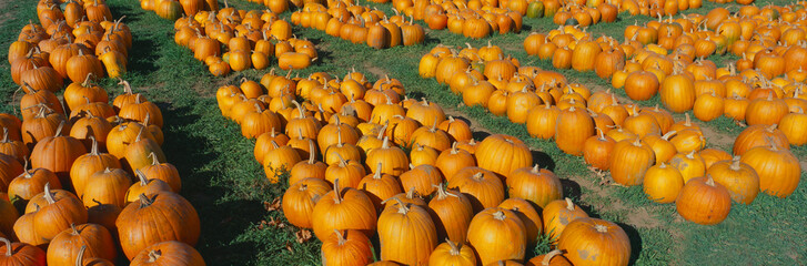 Wall Mural - Halloween pumpkins, Dutchess County, New York