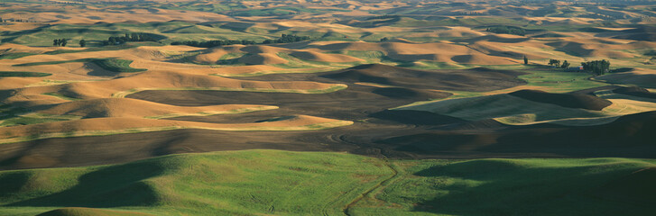 Wall Mural - Wheat and Barley, S.E. Washington