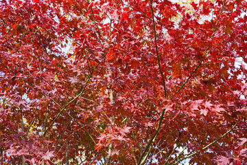 Wall Mural - Red foliage of a Japanese Maple tree in the fall