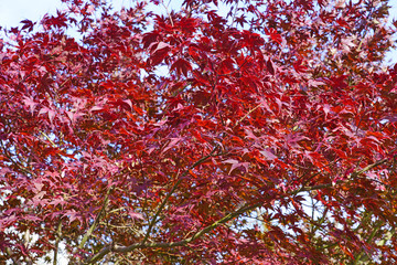 Wall Mural - Red foliage of a Japanese Maple tree in the fall