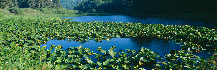 Poster - Pond covered with lilies near Highway 1, Northern California