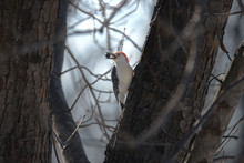 Red Bellied Woodpecker In Tree Eating Seed