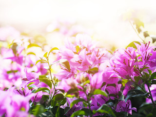Wall Mural - pink bougainvillea flower in blooming.