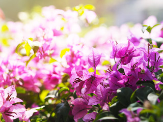 Wall Mural - pink bougainvillea flower in blooming.