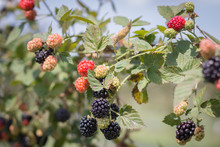 Blackberries On Vine