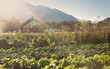 © Tom Merton/Caia Image - Sunny, idyllic vegetable garden below mountains