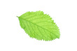 butterfly bush Buddleja paniculata green leaf on white isolated 