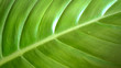© amonphan - closeup of green leaf background