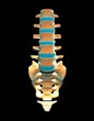 © Science RF - Lumbar spine and sacrum, computer artwork