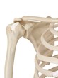© Science RF - Human shoulder joint, illustration