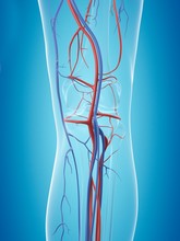 Human Vascular System, Illustration
