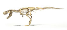 Tyrannosaurus Rex Skeleton, Illustration