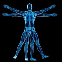 Vitruvian Man Skeleton, Illustration