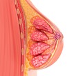 © Science RF - Female breast anatomy, illustration