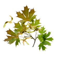 Sycamore Leaves
