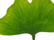 © Science RF - Maidenhair leaf