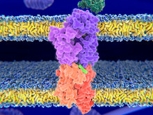 T-cell Receptor-MHC-antigen Complex