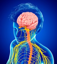 Central Nervous System, Illustration