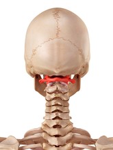 Human Atlas Bone