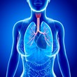 © Science RF - Female trachea and bronchi, illustration