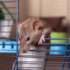 domestic rat in a cage close up