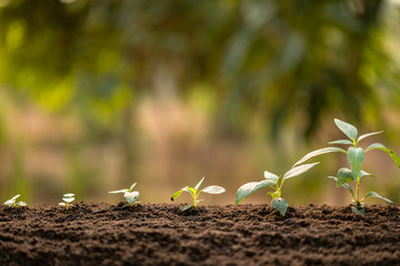 Poster - Green sprout growing in soil with outdoor sunlight and green blur background. Growing and environment concept