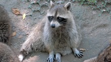 Raccoon Sitting On Ground At Open Zoo